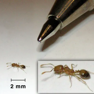 5 причин появления муравьев в жилище + трудности борьбы