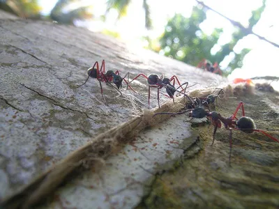 Почему муравьи поселяются в квартире