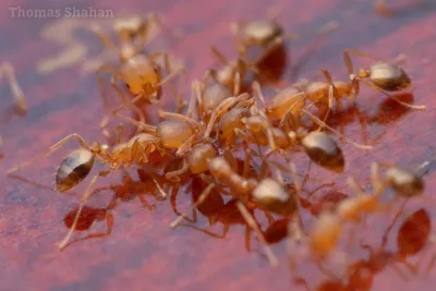 Не пускайте муравьев в свой дом!