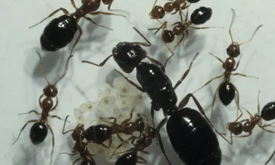 Как избавиться от муравьев в доме навсегда: эффективные средства и народные  способы