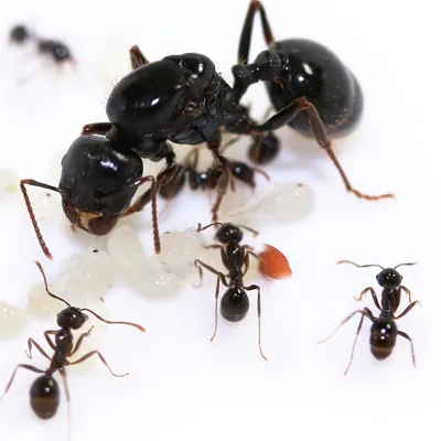 Муравьи в доме как избавиться? Борьба с муравьями