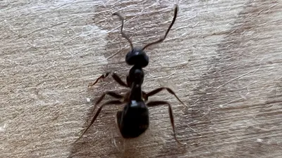 Как прогнать муравьев из дома – действенный лайфхак с уксусом. | OBOZ.UA
