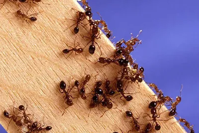 Как травить муравьев в квартире и доме | \"Областной центр дезинфекции\"
