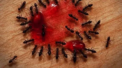 Муравьи-жнецы (Messor structor) - «Держу уже четвертый год муравьев дома.  Но зачем? Рассказываю секреты ухода и ряд курьезных ситуаций. Когда муравьи  это не паразиты, а домашние животные. » | отзывы
