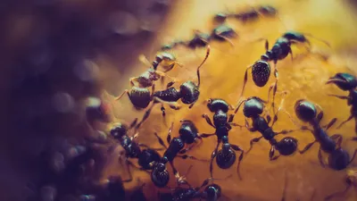 маленькие муравьи, выходящие из трещины внутри дома проблема насекомых  внутри помещения Стоковое Фото - изображение насчитывающей стена, проблема:  240986254
