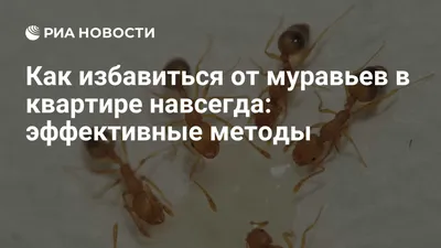 В соцсетях рассказали, как избавиться от муравьев в доме и на садовом  участке - Газета.Ru | Новости