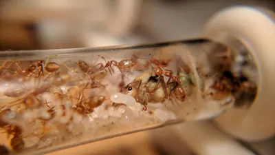Как вывести муравьев из дома народными методами - Полезно