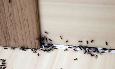 Как избавиться от муравьев в доме - Городская Служба Дезинфекции