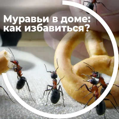 Как избавиться от муравьев в доме навсегда. Средства для борьбы с муравьями