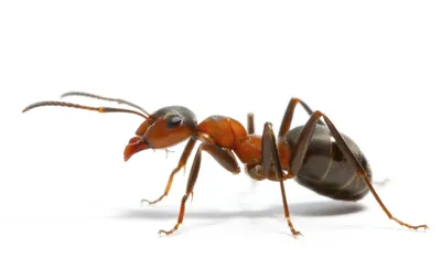 Переезд колонии муравьев-портных в новый дом | Пикабу