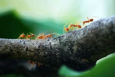 насекомые-муравьи, выпадающие из дыры в стенах внутри дома, нуждаются в  обнаружении Стоковое Изображение - изображение насчитывающей макрос,  нашествие: 240986281
