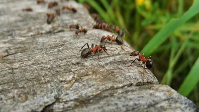 Жили-Были муравьи, построили дома, Мальчишки налетели, как саранча» —  создано в Шедевруме