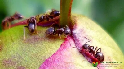 Как появляются муравьи?