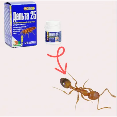 Домашние животные муравьи - 59 фото