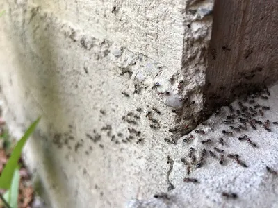 Как избавиться от рыжих муравьев в квартире — Ботаничка