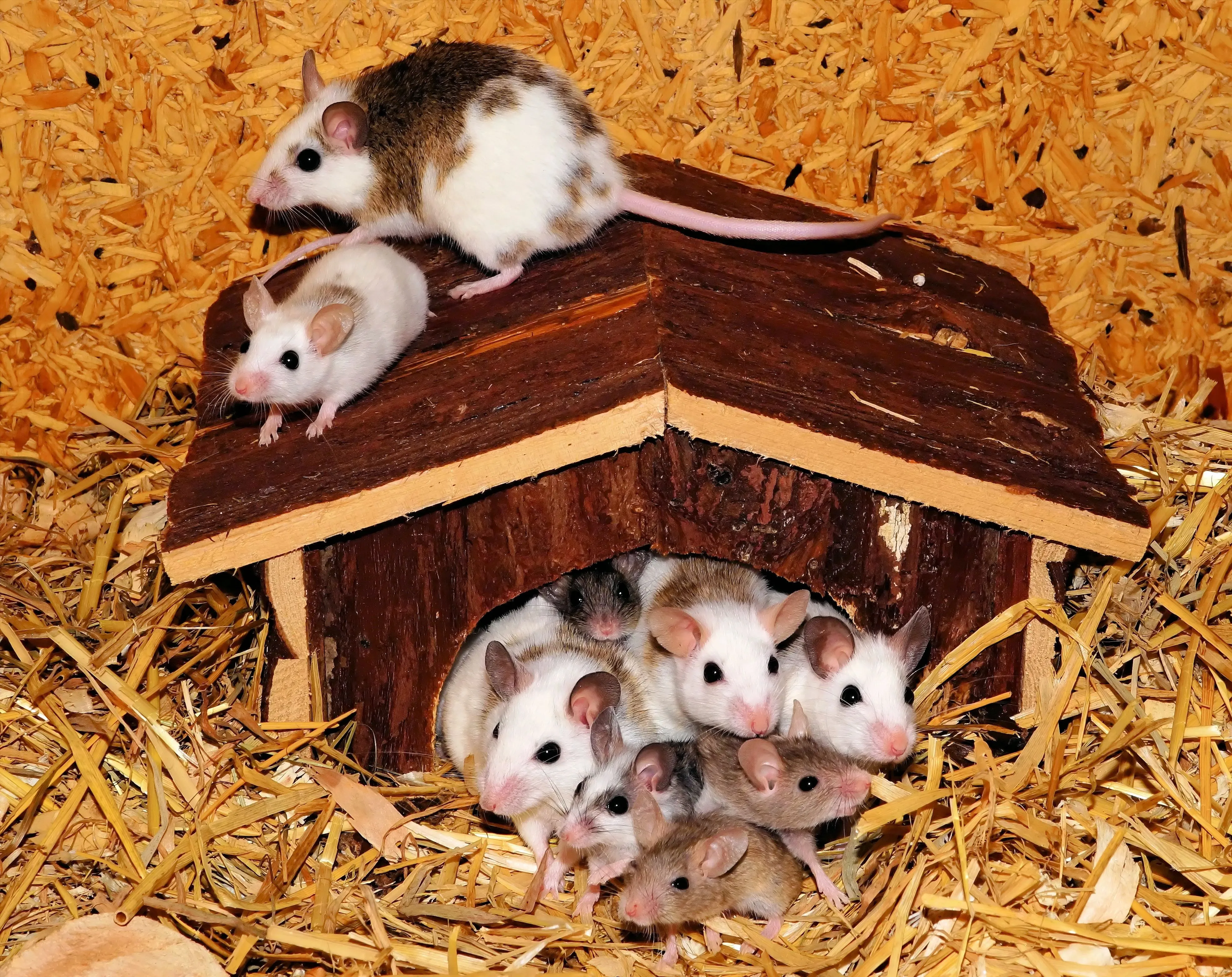 Родители мыши. Джунгарский хомячок. Семейство мышей. Мышь с мышатами. Семья мышей.
