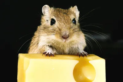 Антистрессовая игрушка в виде мышки и сыра | AliExpress