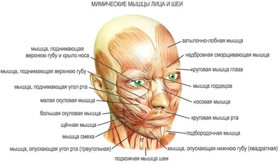 Мимические мышцы лица, 3D Анатомия человека