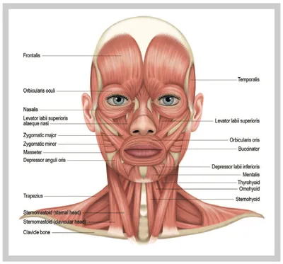 Анатомия : Мимические мышцы или мышцы лица. Мышцы окружности глаз. Мышцы  окружности рта. Мышцы окружности носа. | Анатомия, Научные плакаты, Мышцы