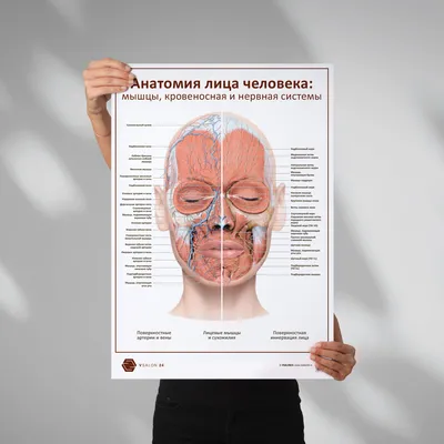 Плакат Анатомия лица: мышцы кровь нервы Vsalon24 91550082 купить за 531 ₽ в  интернет-магазине Wildberries