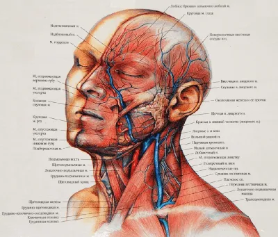 Мышцы лица - по атласу анатомии