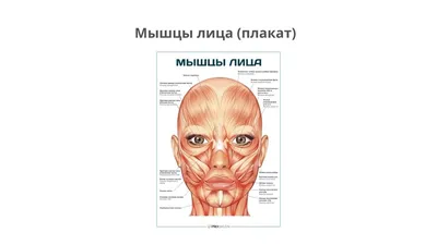 Антагонисты и синергисты