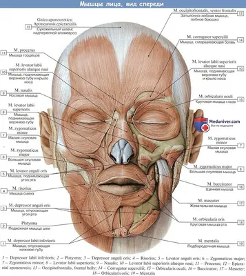 мышцы лица анатомия | Анатомия, Старые лица, Лицо