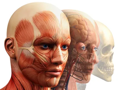 Мышцы лица женщины иллюстрация вектора. иллюстрации насчитывающей  изолировано - 165376810