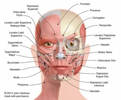 Мышцы лица (плакат) - YouTube