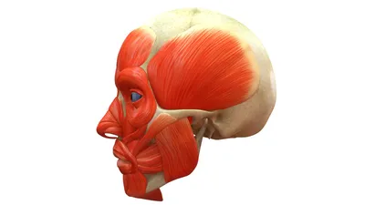 Высшие мышцы лица и кости черепа 3D Модель $160 - .c4d .obj .dae - Free3D