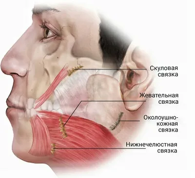 Мимические мышцы лица: как они работают • Клиника Crystal Touch