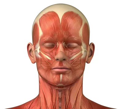 Мышцы лица 3D Модель $199 - .ma .obj .unknown - Free3D