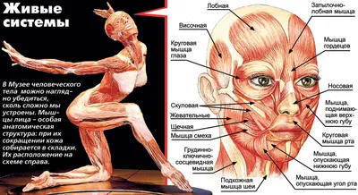 Схема анатомии мышц лица и шеи при тейпировании — статьи от эксклюзивного  дистрибьютора кинезиотейпов BBTape
