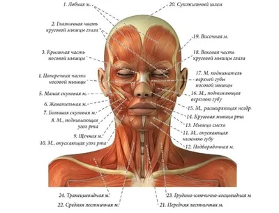 ilyinahanna_kosmetolog - Мышцы лица и эмоции На какие зоны обратить  внимание во время массажа, чтобы лицо излучало приветливость, благополучие  и спокойствие? | Facebook