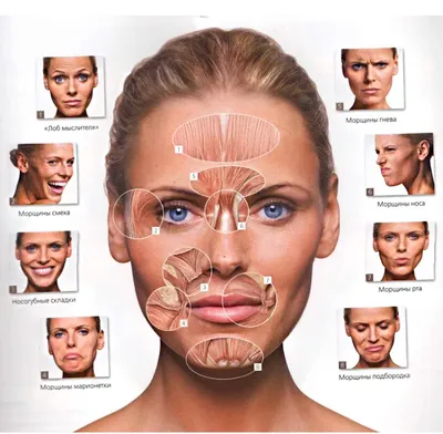 Мышцы Лица И Шеи — стоковая векторная графика и другие изображения на тему  Маска для лица - Маска для лица, Мускулистый, Анатомия - iStock