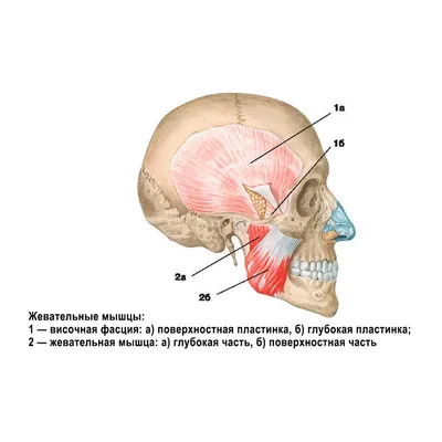 Мимические мышцы лица - постер (ID#1598549866), цена: 31 ₴, купить на  Prom.ua