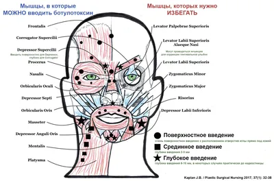 Функциональная анатомия мимических мышц лица для ботулинотерапии