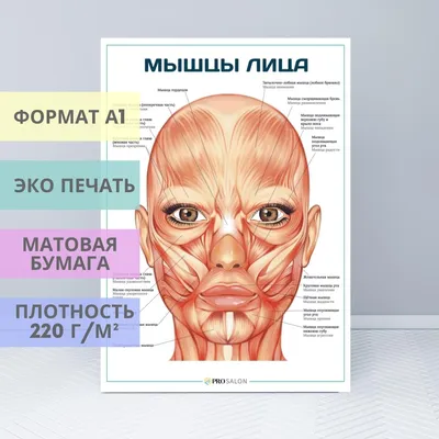 Анатомия мышц лица и шеи: фото с описанием и схемами | BBTAPE.RU | Дзен