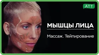 Мимические мышцы лица 💁. Сохраняйте себе, изучайте если интересно!  Анатомический атлас человека 3D. | Instagram