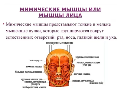 Плакат Мышцы лица и шеи А3 (ID#1967252206), цена: 220 ₴, купить на Prom.ua