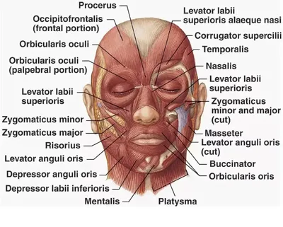 Схема анатомии мышц лица и шеи при тейпировании — статьи от эксклюзивного  дистрибьютора кинезиотейпов BBTape