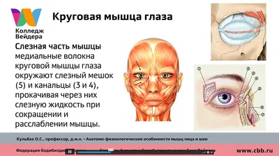 Кровоснабжение мышц лица — лекция в Санкт-Петербурге в Колледже Вейдера