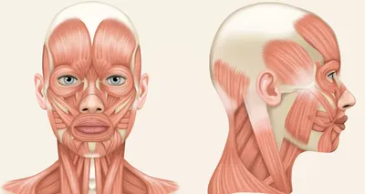 мышцы лица | Массаж.ру
