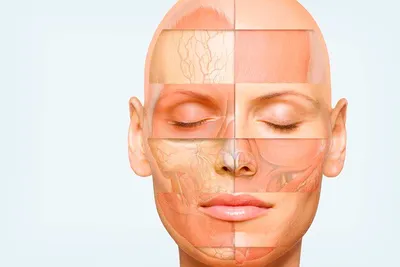 Мышцы лица - картинка из статьи: Комплекс лицевых мышц человека -  Medsest.ru | Лицо, Анатомия, Анатомия человека