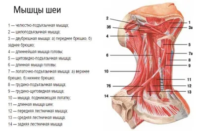 Анатомия Вид Сбоку Основных Мышц Лица — стоковые фотографии и другие  картинки Маска для лица - Маска для лица, Мускулистый, Лицо человека -  iStock