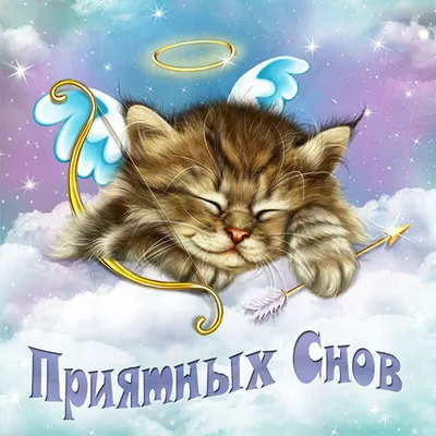 На добраніч! #cat #кот #cute #подпишись #sweet - YouTube