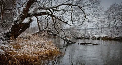 Начало зимы : первый снег , Beginning of winter: the first snow | Пейзажи,  Зима, Природа