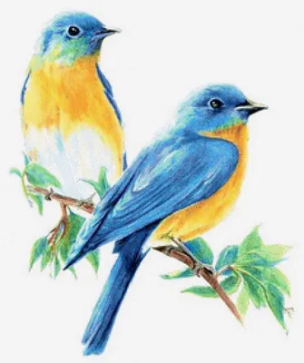 Группа в составе милые нарисованные птицы Иллюстрация вектора - иллюстрации  насчитывающей график, стая: 110316889