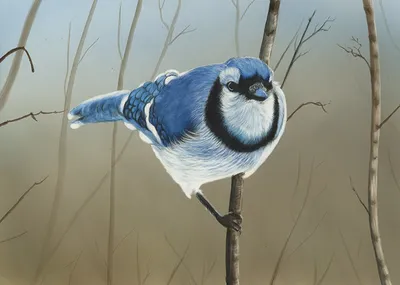 рисунок нарисованных птиц разных цветов сидящих на одной ветке, рисовать  птиц фон картинки и Фото для бесплатной загрузки
