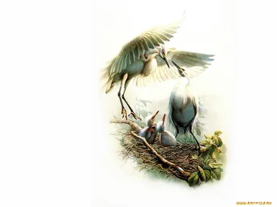 Птицы - рисованные открытки (12 работ) » Картины, художники, фотографы на  Nevsepic
